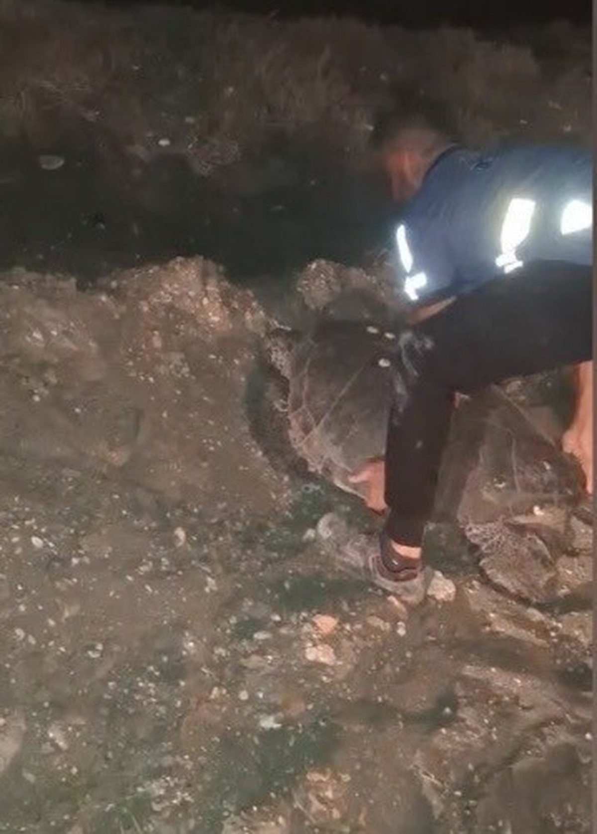 Caretta Caretta Kurtarıldı