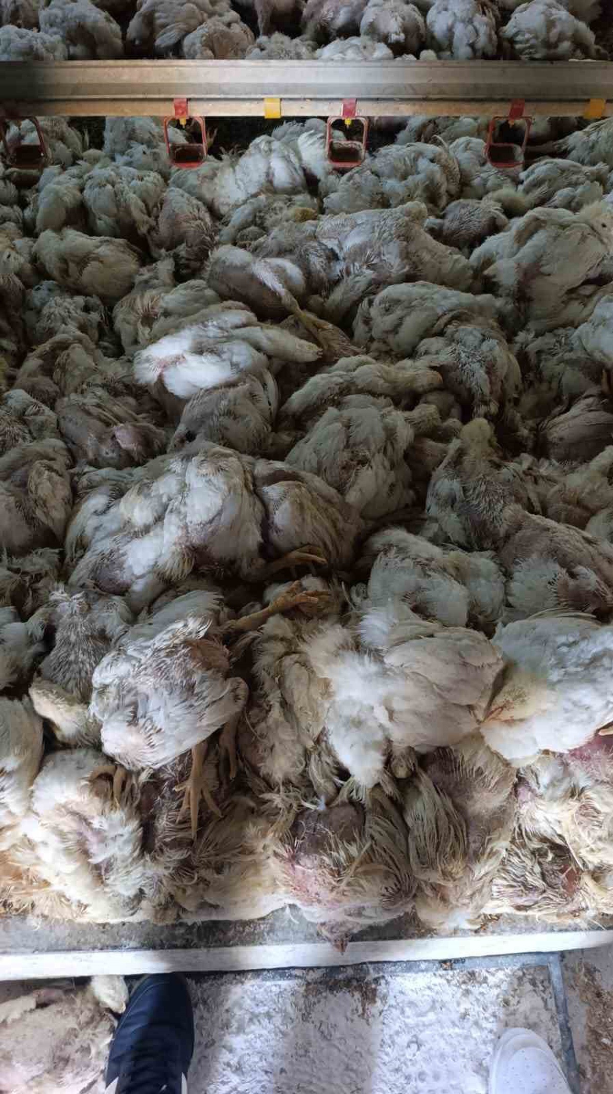 Havalandırma Arızası 4 Bin Tavuğu Telef Ettirdi