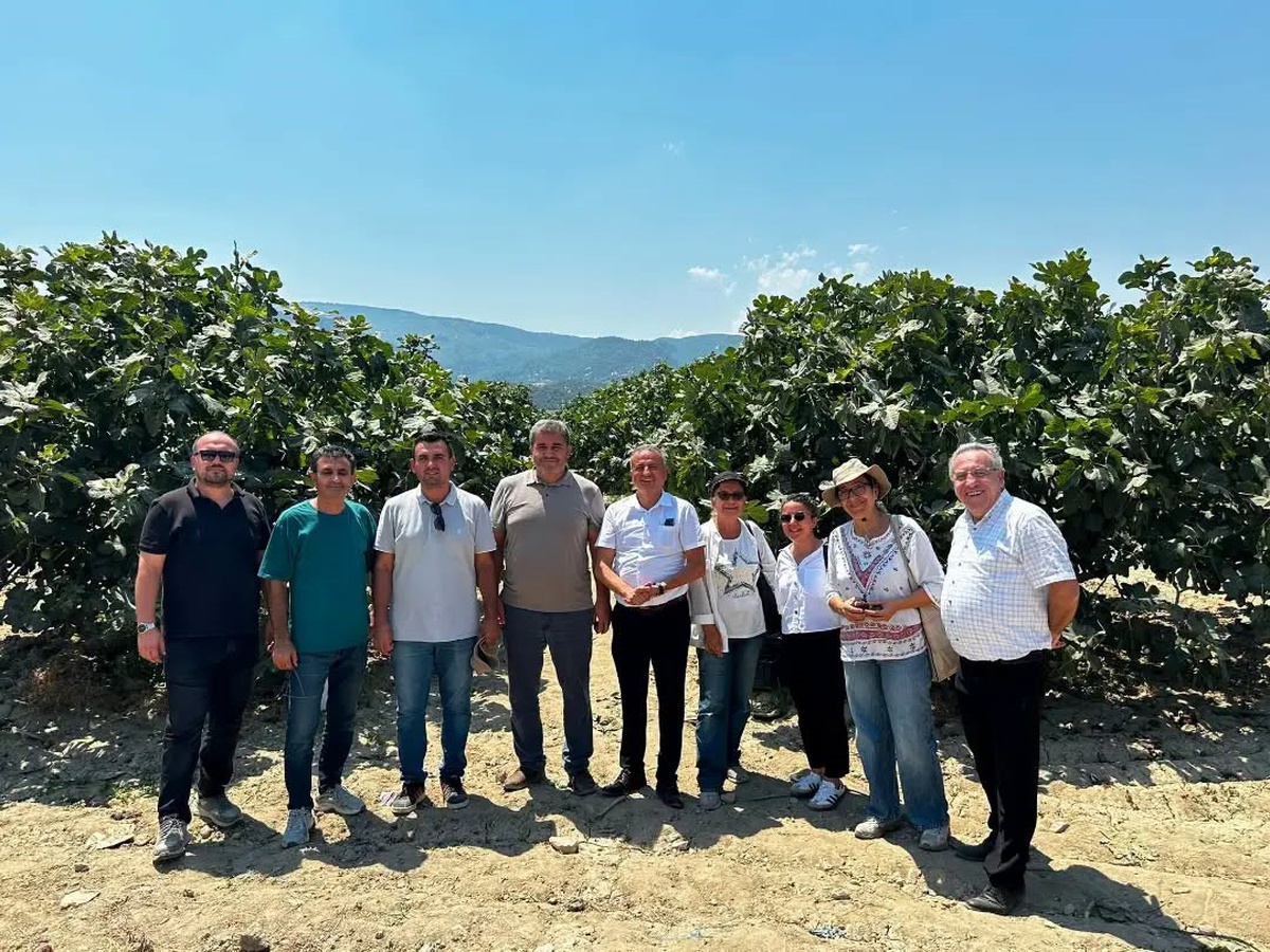 Aydın\'da İncirde Fusarium Hastalığına Karşı Önlemler