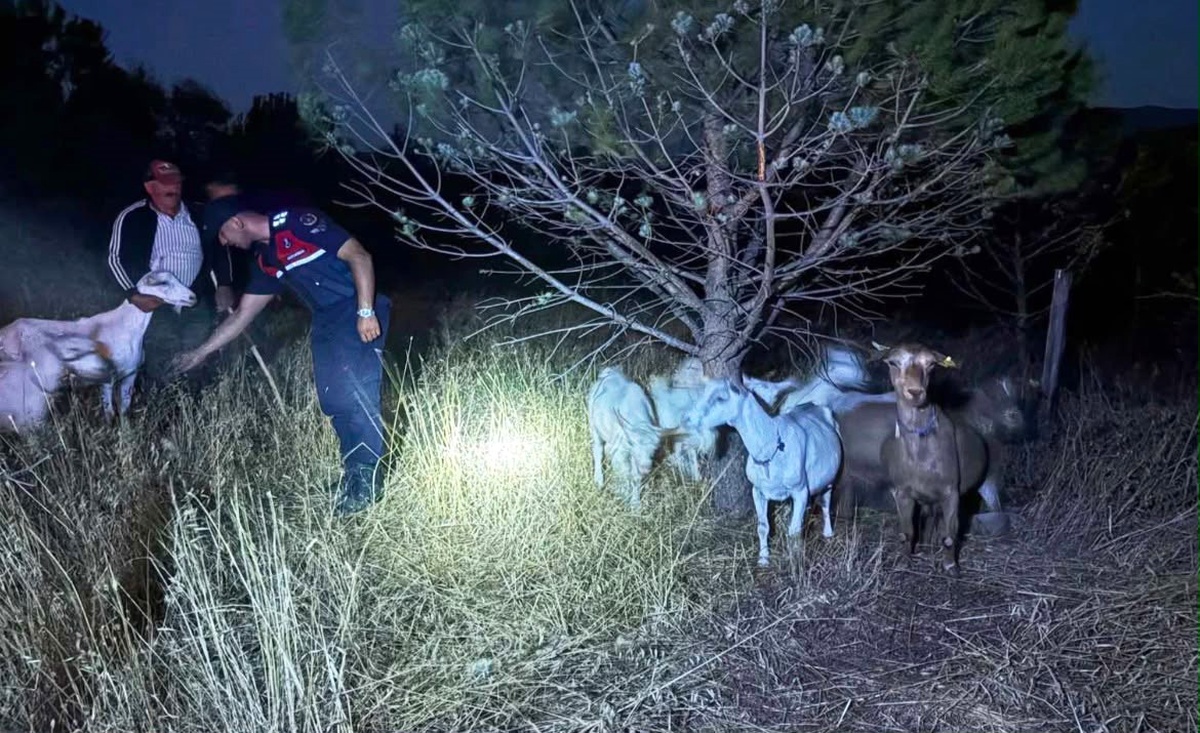Kaybolan 15 Küçükbaş Hayvan Bulundu