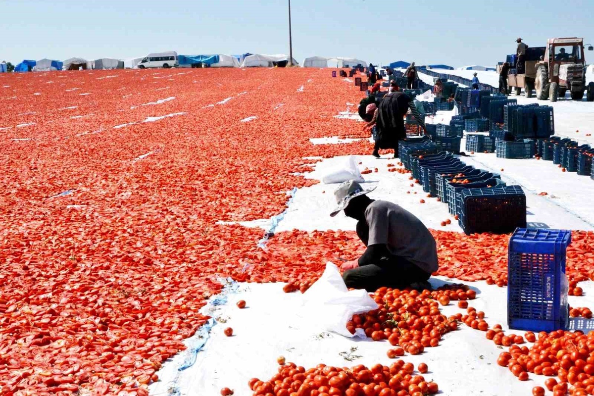 Manisa\'dan Kurutmalık Domates İhracatı