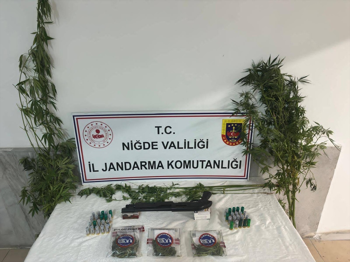 Uyuşturucu Operasyonunda 16 Kök Kenevir Ele Geçirildi
