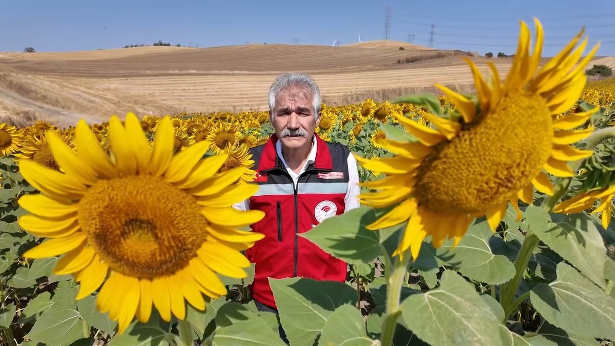 Tekirdağ\'da Ayçiçeği Üretiminde Arıların Rolü