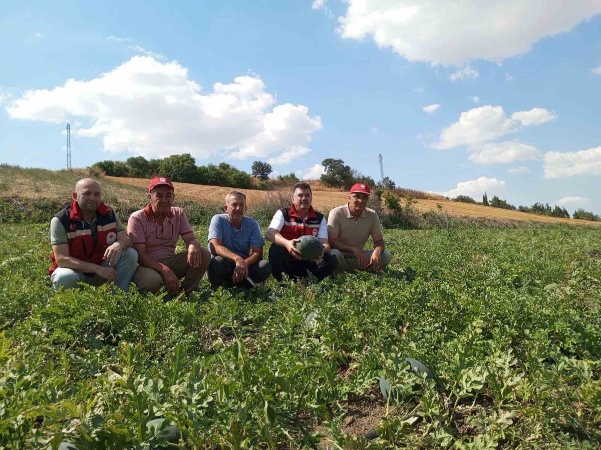 Tekirdağ\'da Karpuz Hasadı Başladı