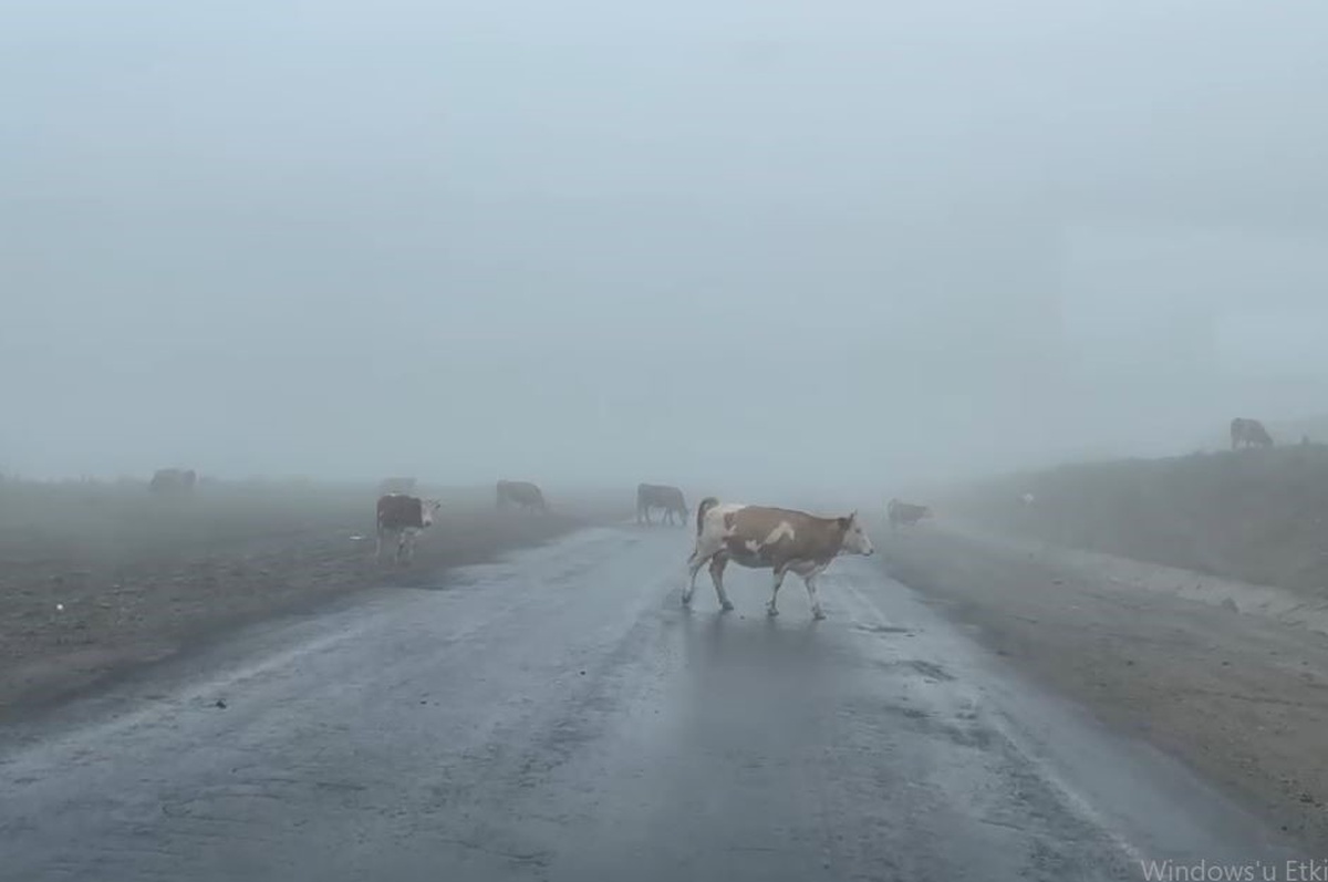 Ilgar Dağı\'nda Sis, Hayvanlar Tehlike Oluşturdu