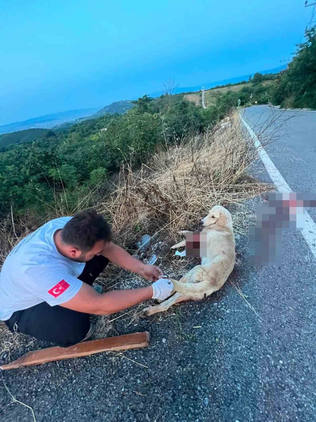 Ambulans Personelinden Yaralı Köpeğe İlk Yardım