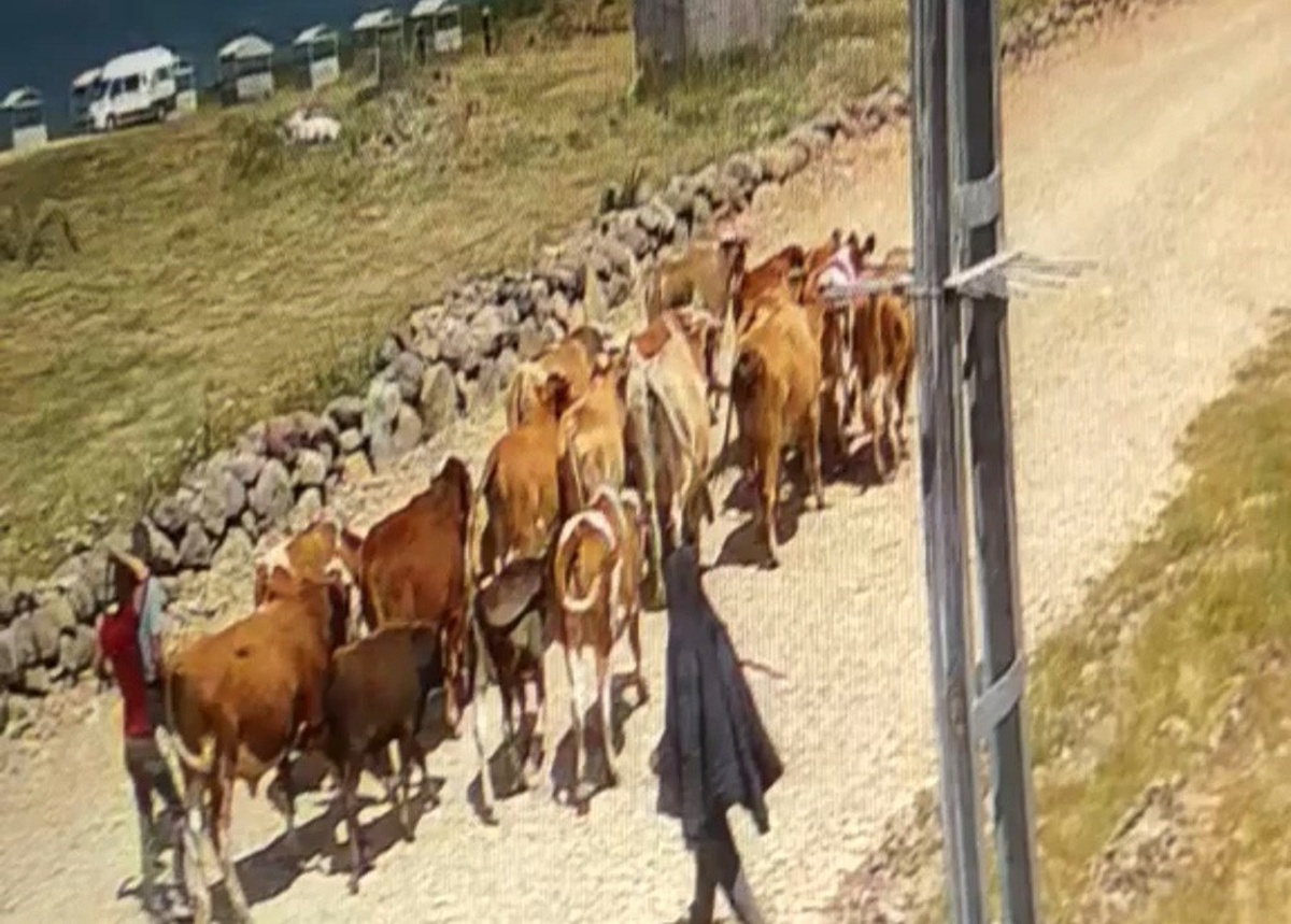 Çalınan 22 Büyükbaş Hayvandan 15\'i Bulundu