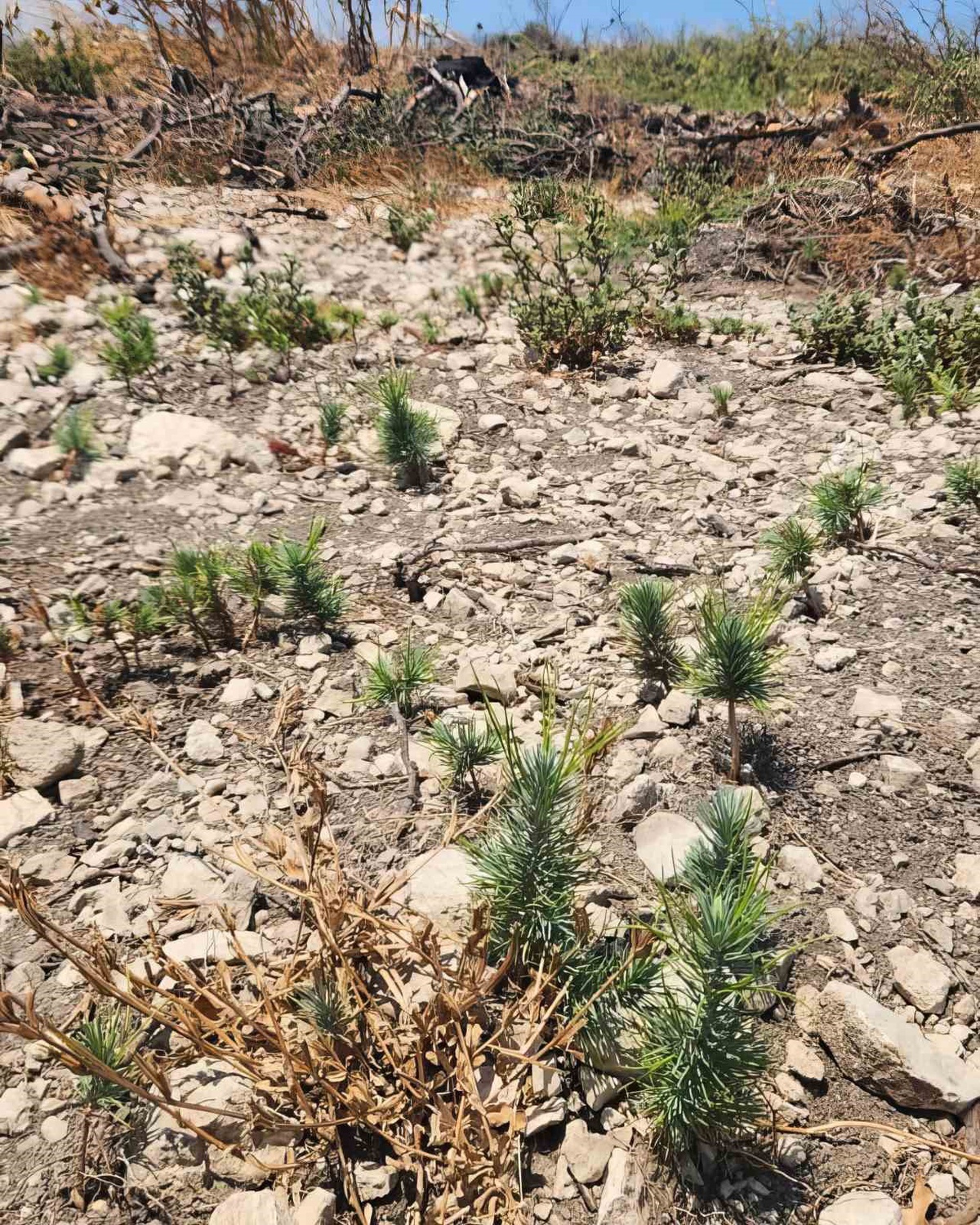 Aliağa\'daki Orman Yangını Sonrası Ağaçlandırma Çalışmaları Devam Ediyor