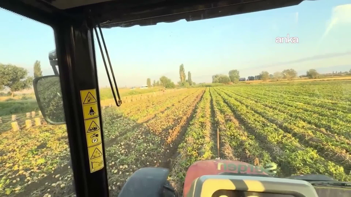 Genç Çiftçiden Ücretsiz Patates Dağıtımı