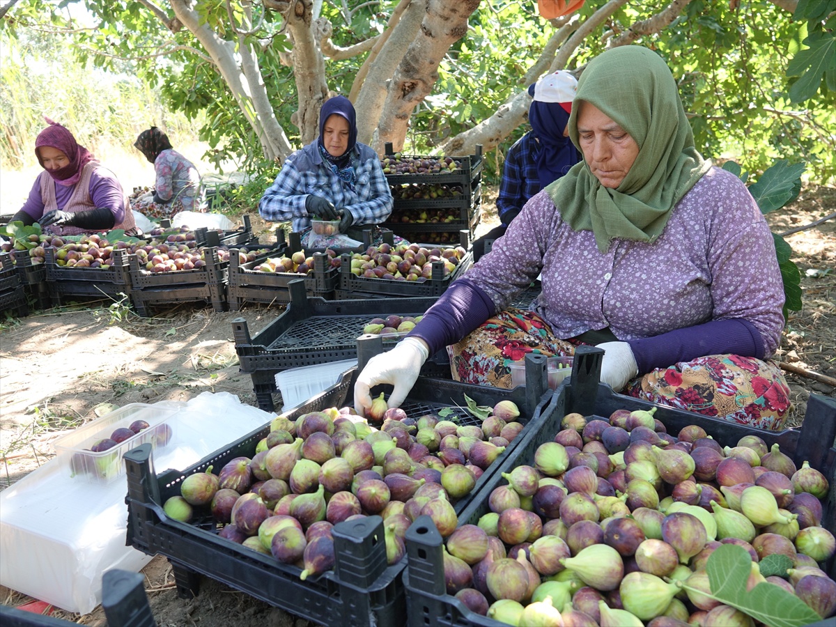 Havran Siyah İncirinin Hasadı Başladı
