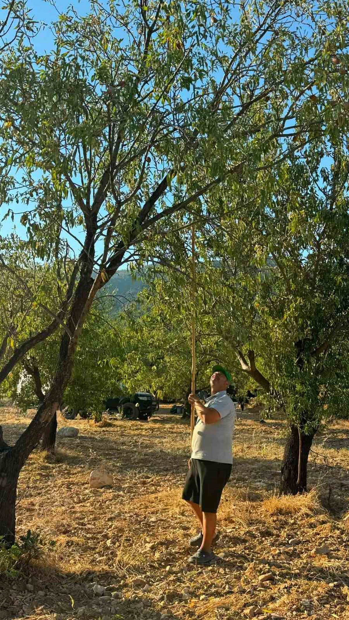 Datça Bademinde Hasat Sezonu Başladı