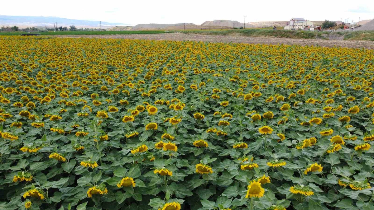 Yozgat\'ta Sarı Renkli Ayçiçeği Tarlaları