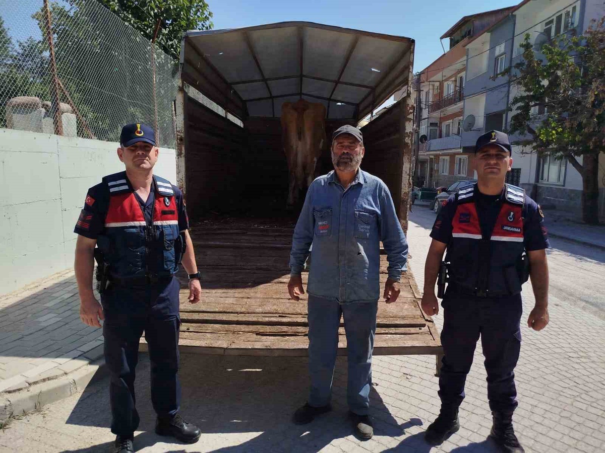 Çalınan Büyükbaş Hayvan Bulundu