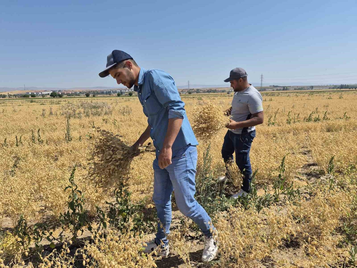 Öğrenciler Tarımda Pratik Deneyim Kazanıyor