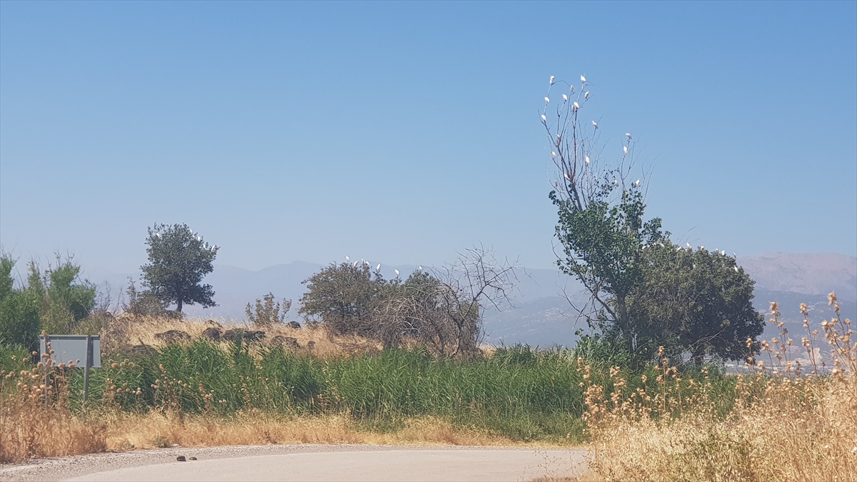 Gaziantep\'te Kuşların Büyüleyici Dansı