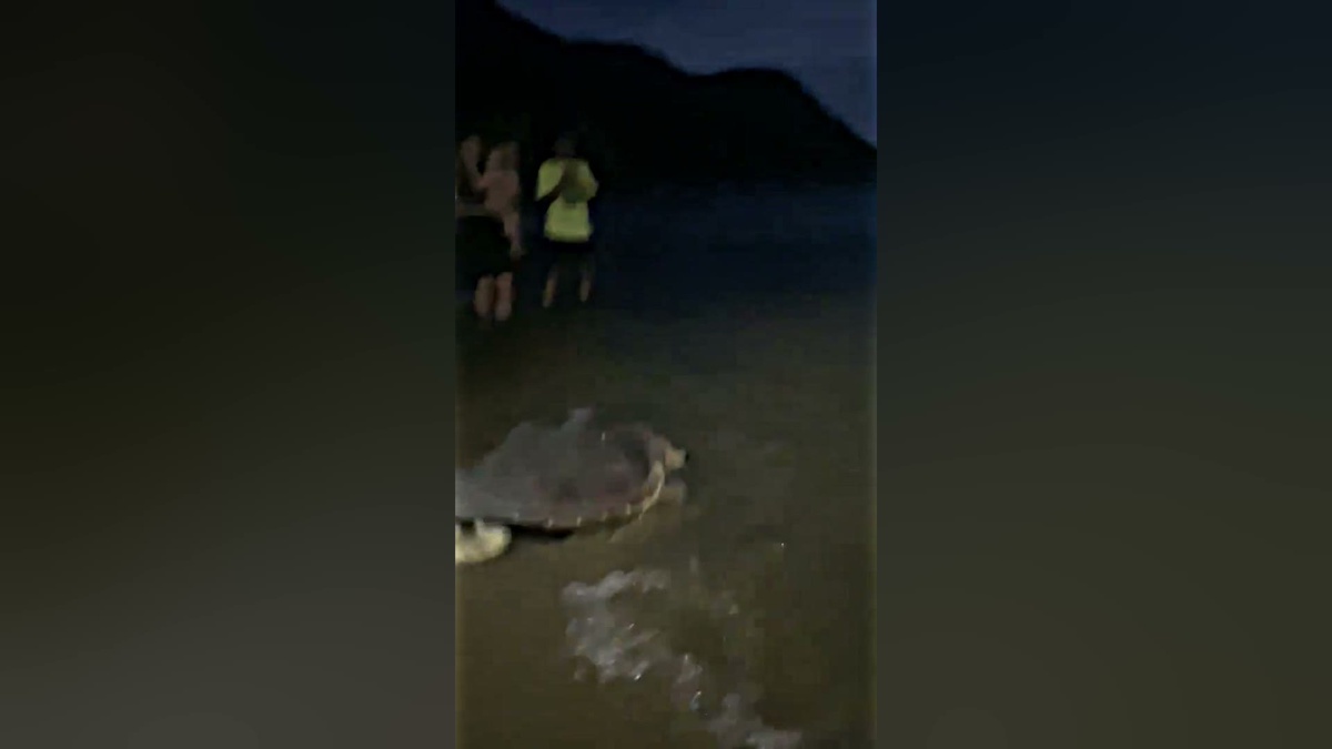 Marmaris\'te yaralı bulunan deniz kaplumbağası Kaan-19 doğaya döndü