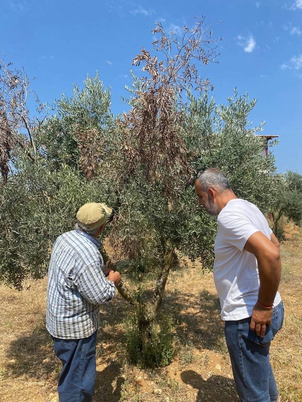 Menteşe\'de Zeytin Üretimi İçin Mücadele