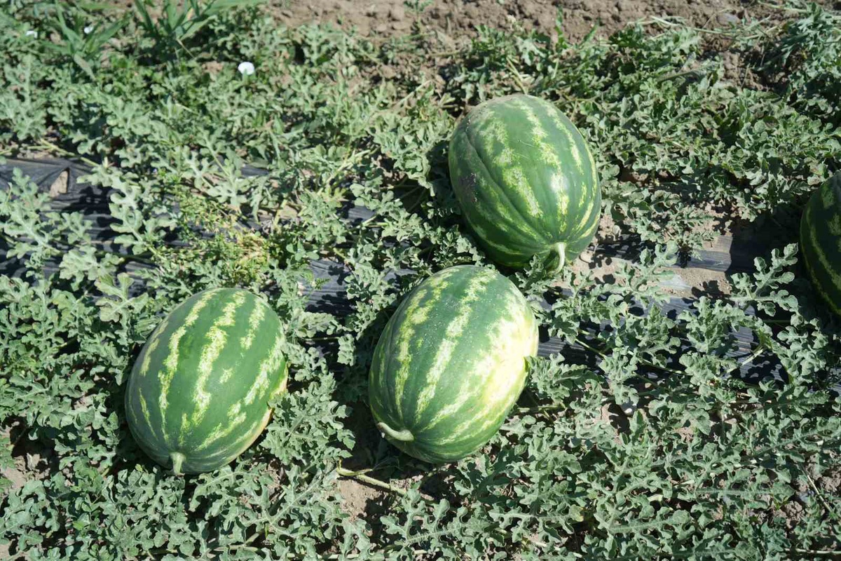 Muş Ovası\'nda karpuz hasadı başladı