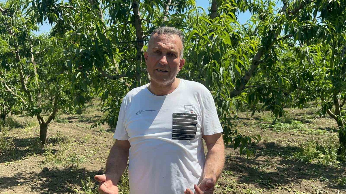 Doğal Gübreden Mükemmel Meyve