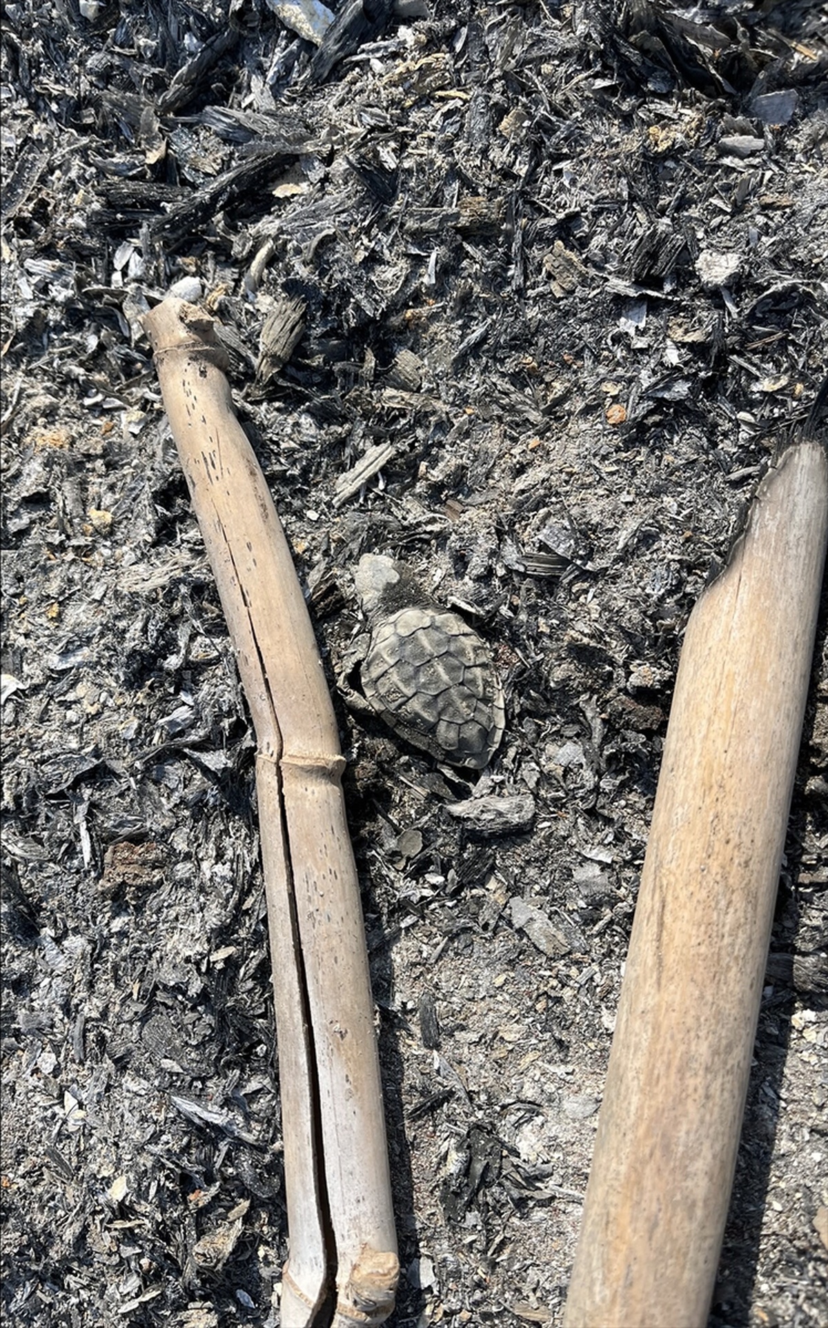 Yavru Caretta Caretta Ateşte Can Verdiy