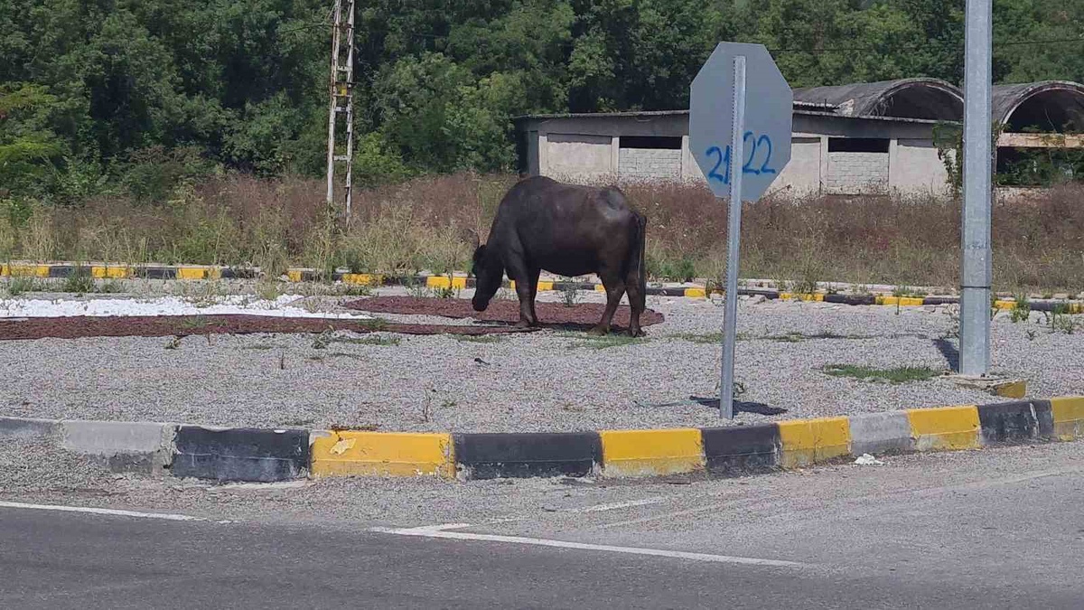 Başbaşo Mandalar Trafikte Tehlike Yarattı