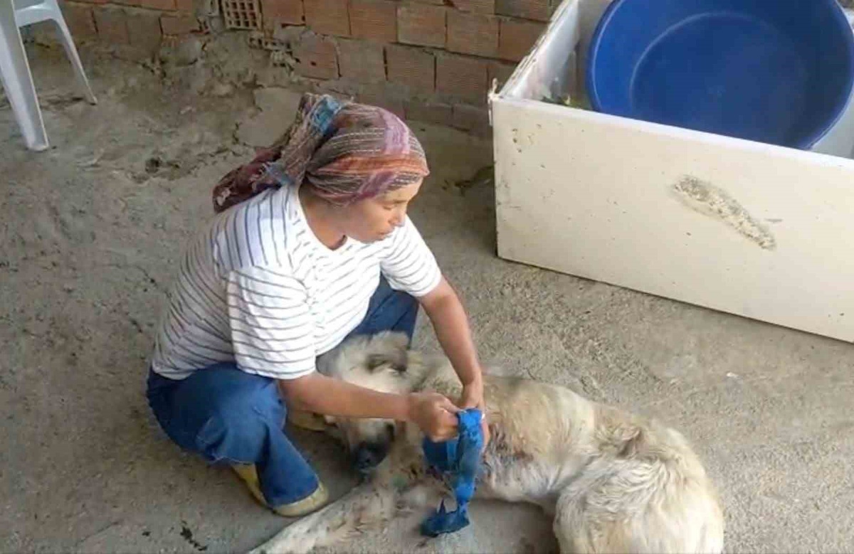 Çoban Köpeğine Saldırı: Adalet İstiyor