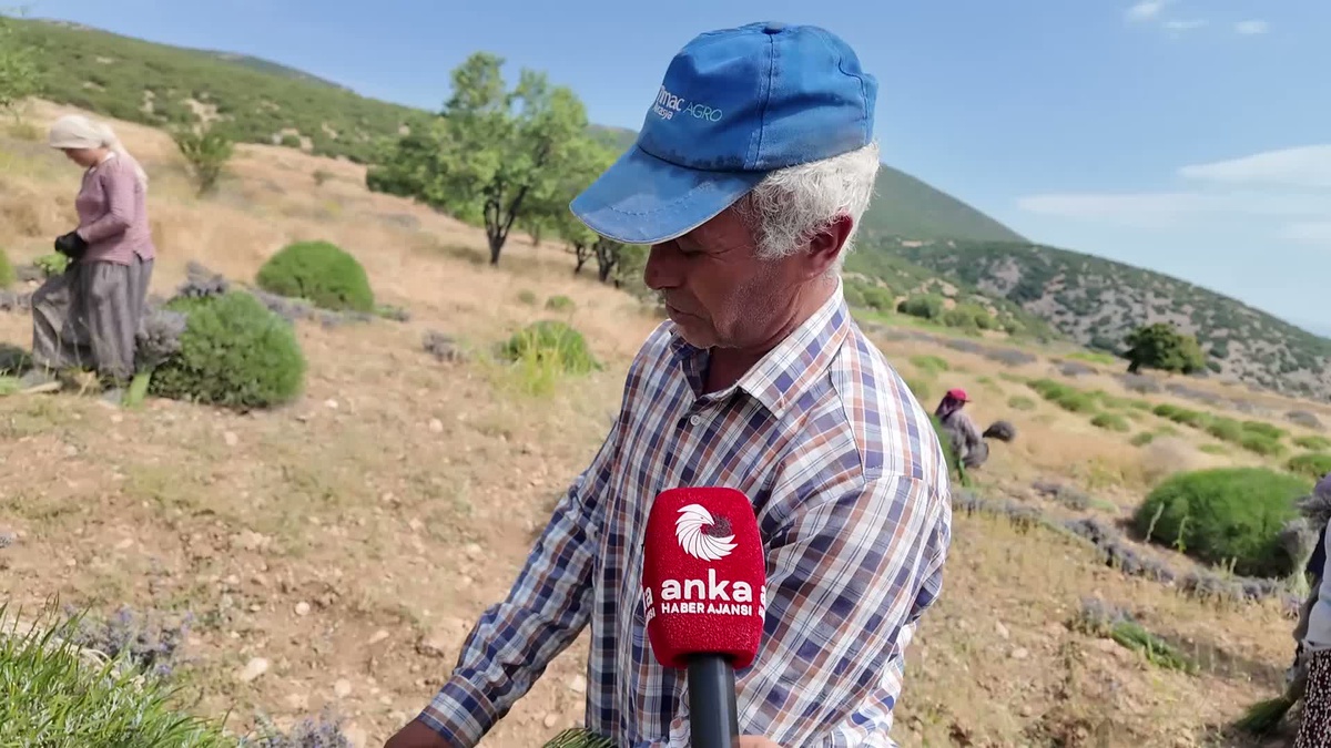 Lavanta Hasadında Zorluklar ve Düşük İlgi