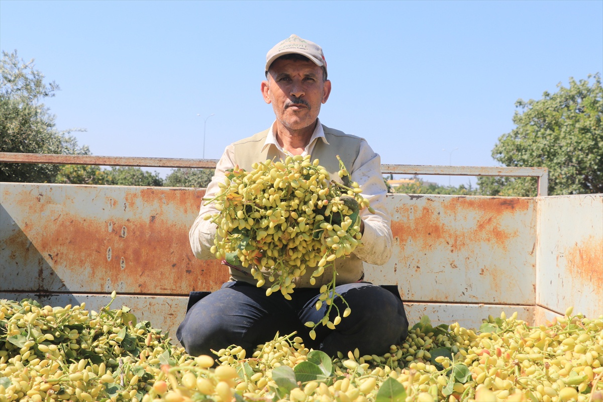 Kilis\'te Boz Antep Fıstığı Hasadı Başladı