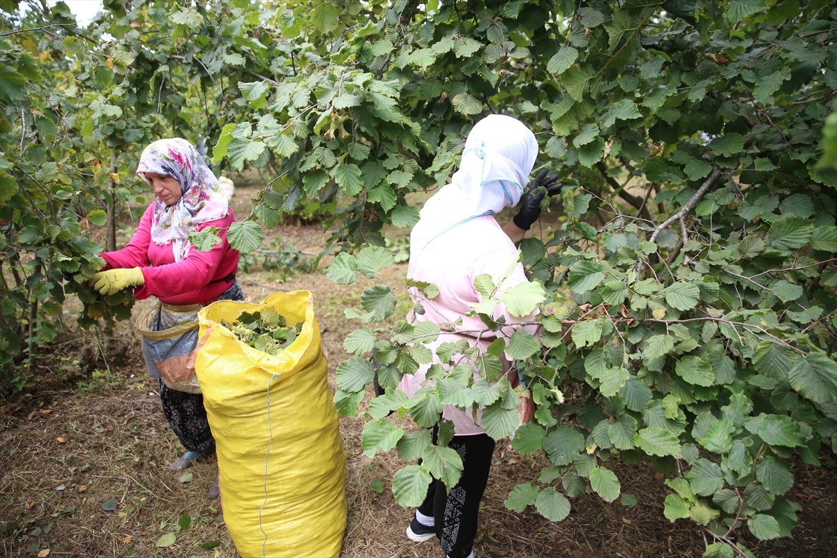 Fındık Hasadına Erken Başlandı