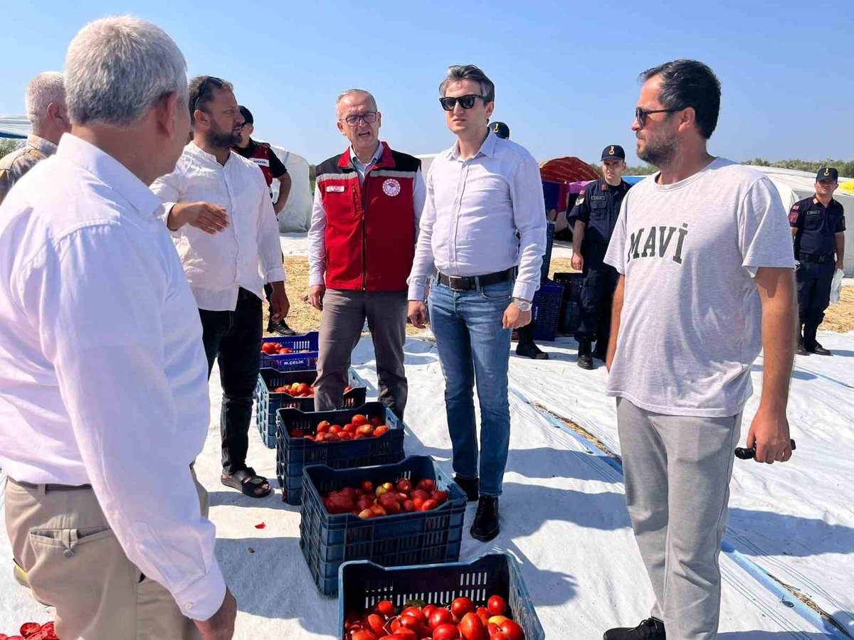 Kurutmalık Domates İhracatı Saruhanlı Ekonomisine Katkı Sağlıyor