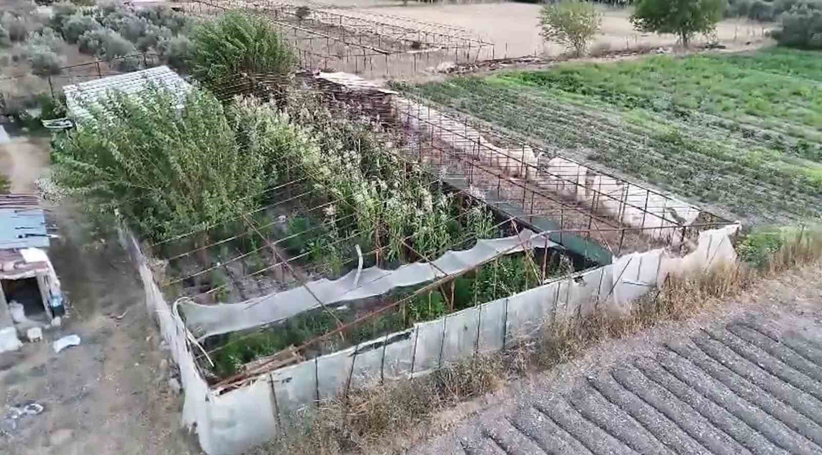 Urla\'da Yasa Dışı Kenevir Operasyonu