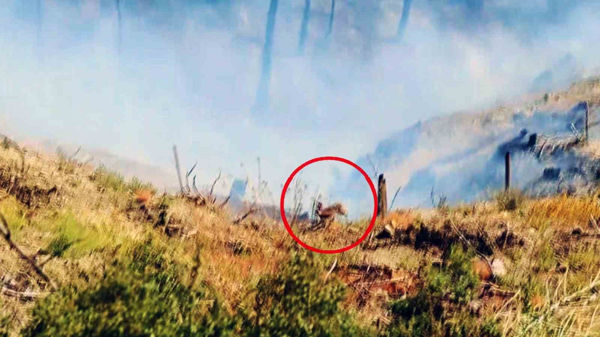 Orman Yangınlarının Sessiz Tanıkları
