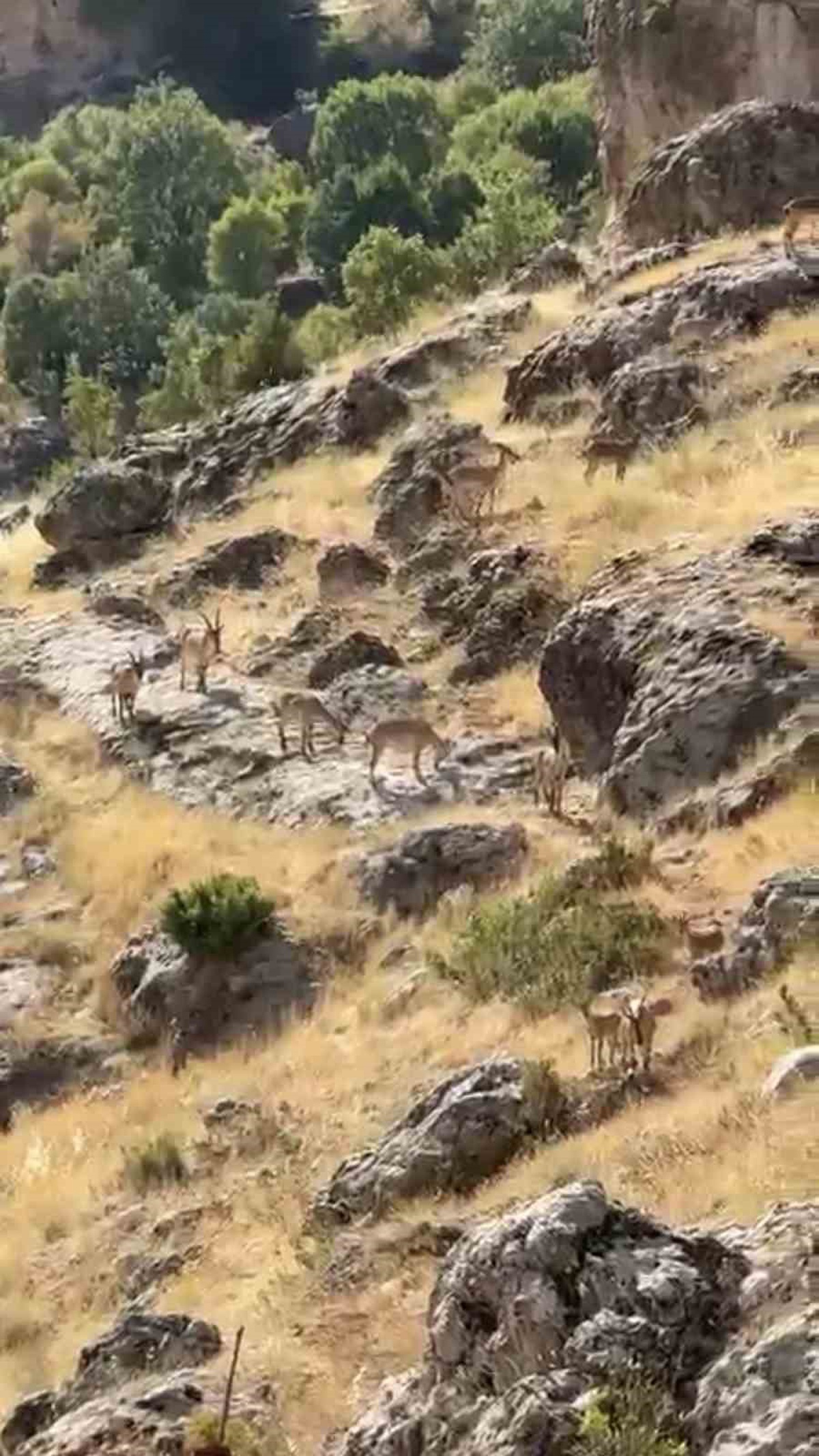 Çermik\'te Dağ Keçileri Görüntülendi