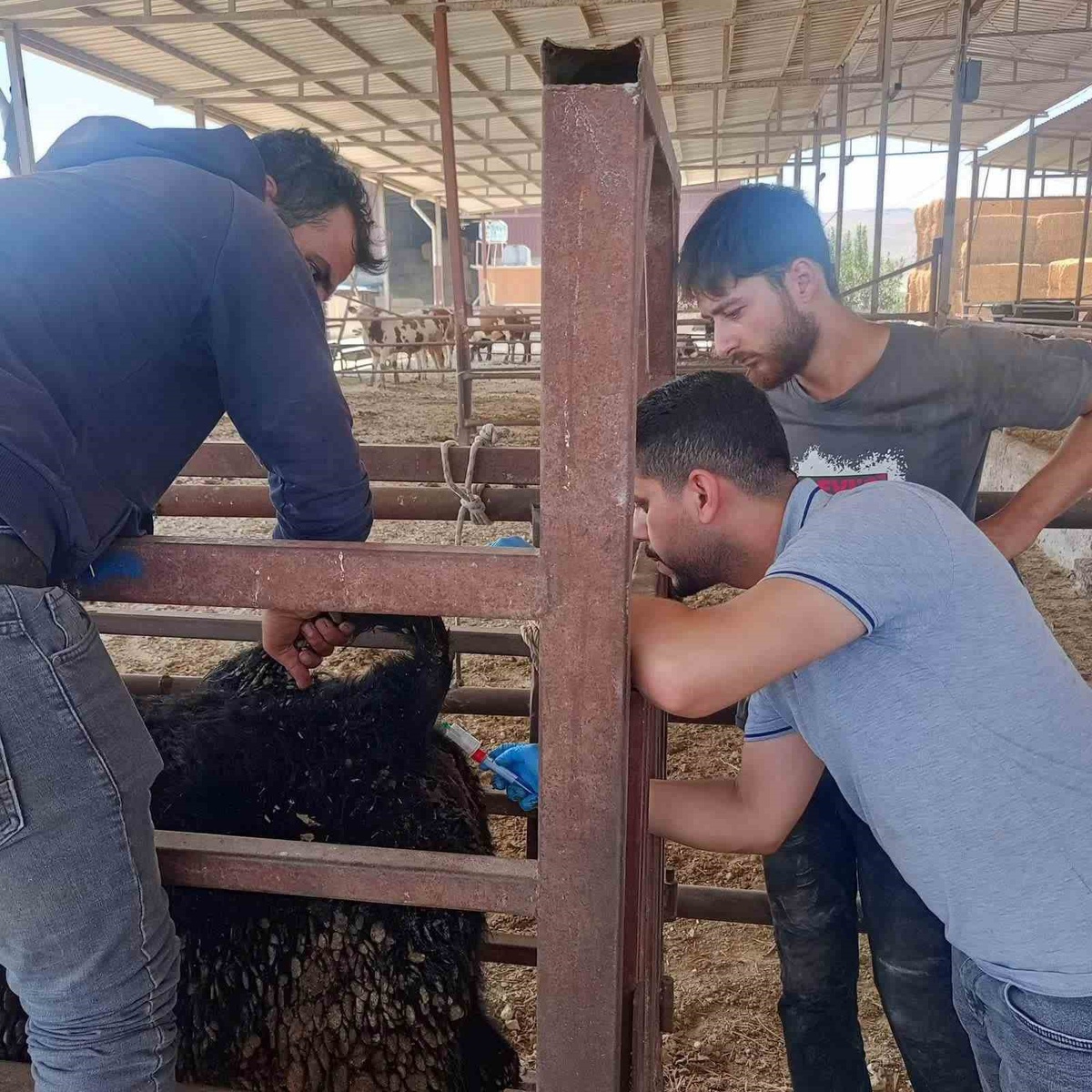 Hayvan Sağlığı İçin Aşılama ve Eğitim Devam Ediyor