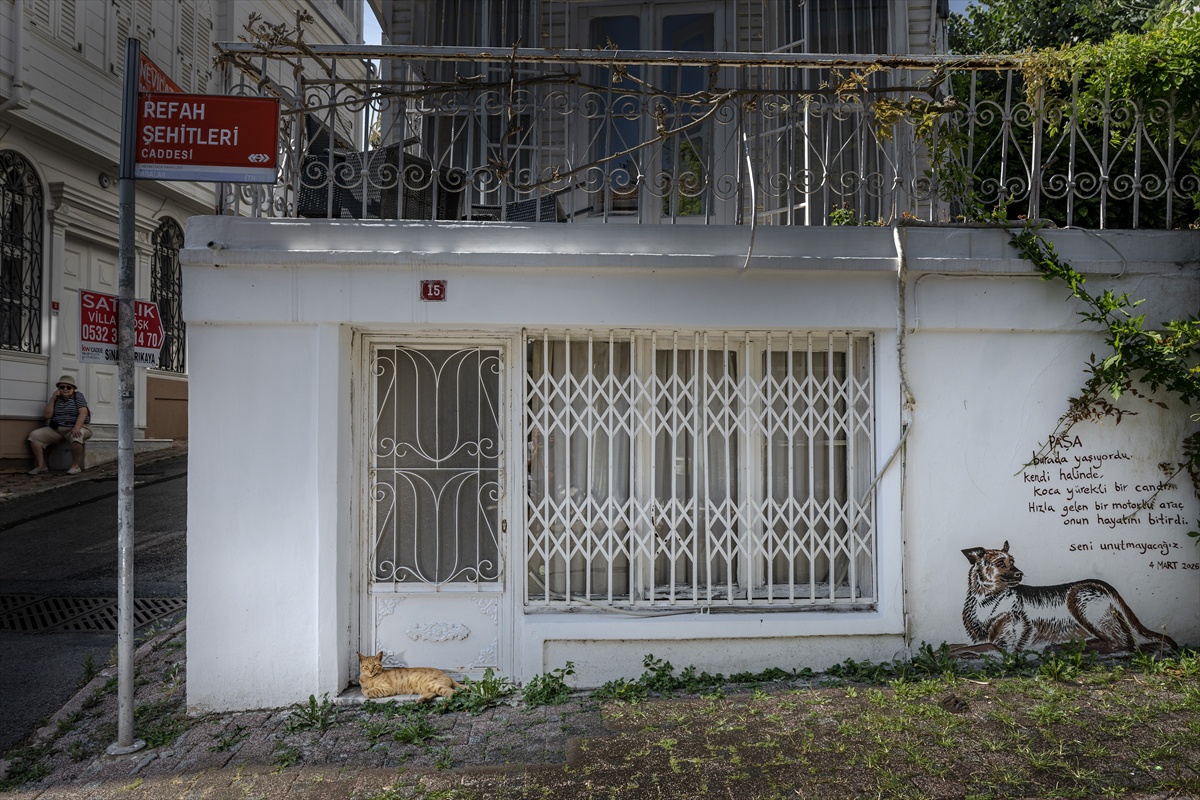 İstanbul\'un Sokak Kedileri: Şehrin Simgesi