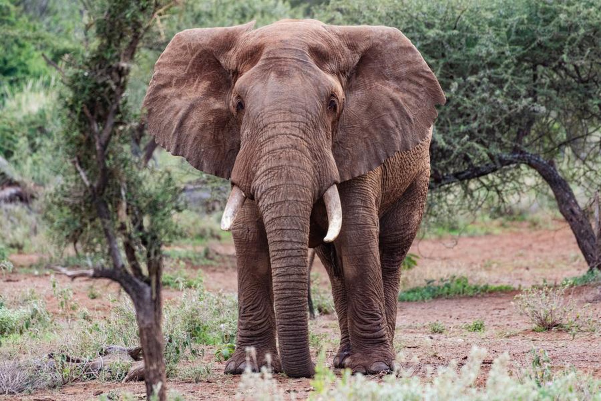 Kenya\'da 16 Fil Ölümü Üzerine Gözetim Artırıldı