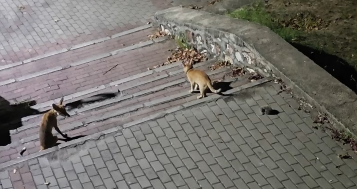 Bursa\'da Tilki, Kedi ve Kirpi ile Aynı Parkta