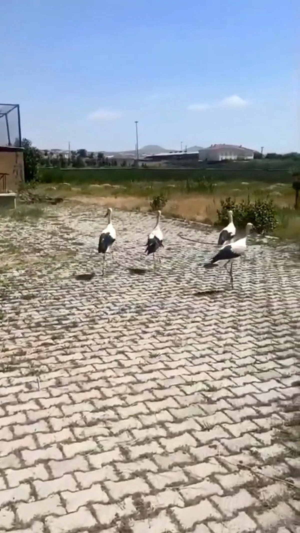 Leylekler Tedavi Edilip Doğaya Salındı