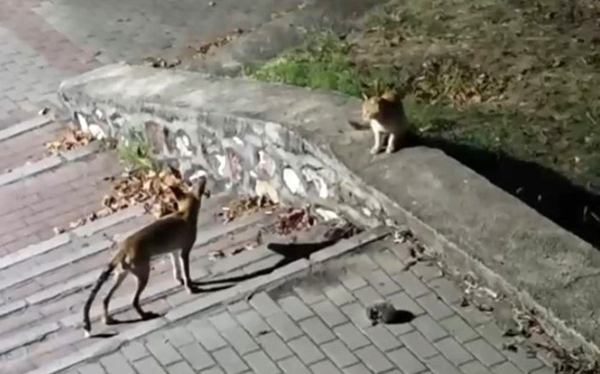 Bursa\'da Tilki, Kedi ve Kirpinin Sıra Dışı Buluşması
