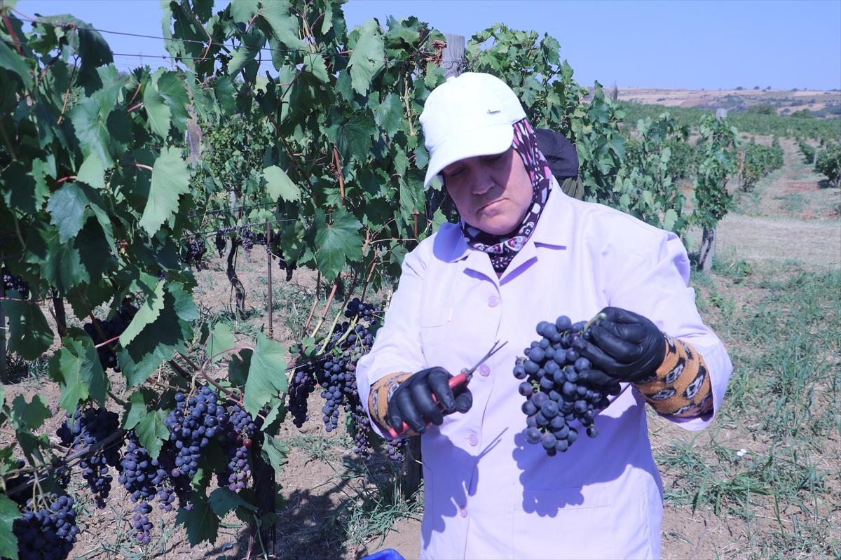 Trakya İlkeren Üzümünün Hasadı Başladı