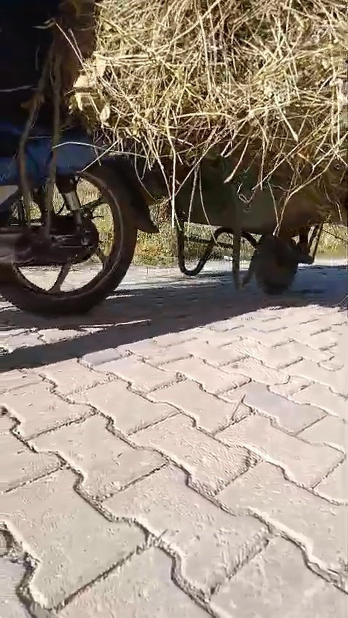 Motosikletle Ot Taşıyan Çiftçi Takdir Topladı
