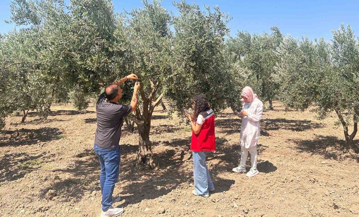 Manisa\'da Zeytin Sineği Mücadelesi