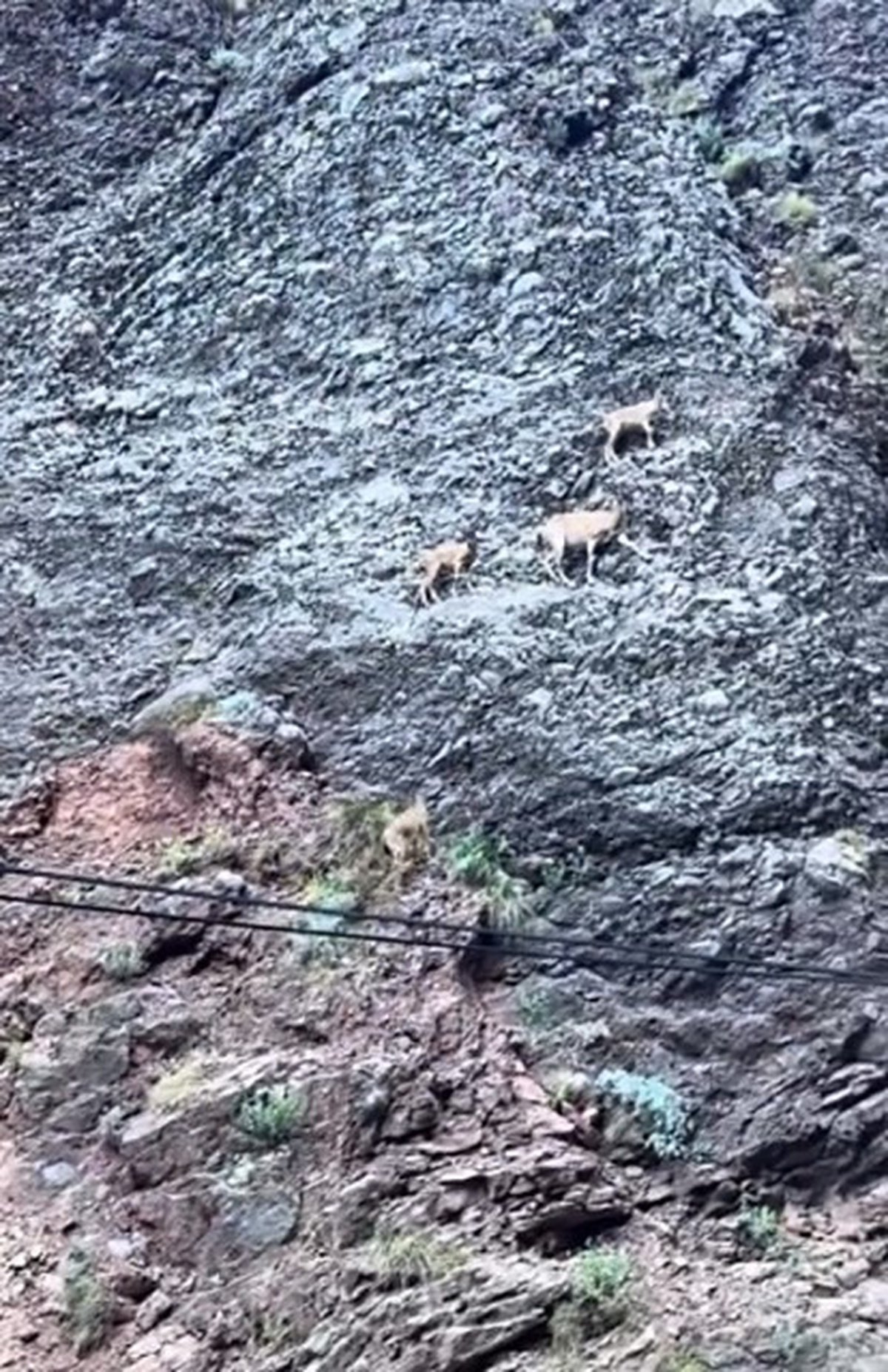 Tunceli\'de Dağ Keçileri Kayalıklardan Atlarken Görüntülendi
