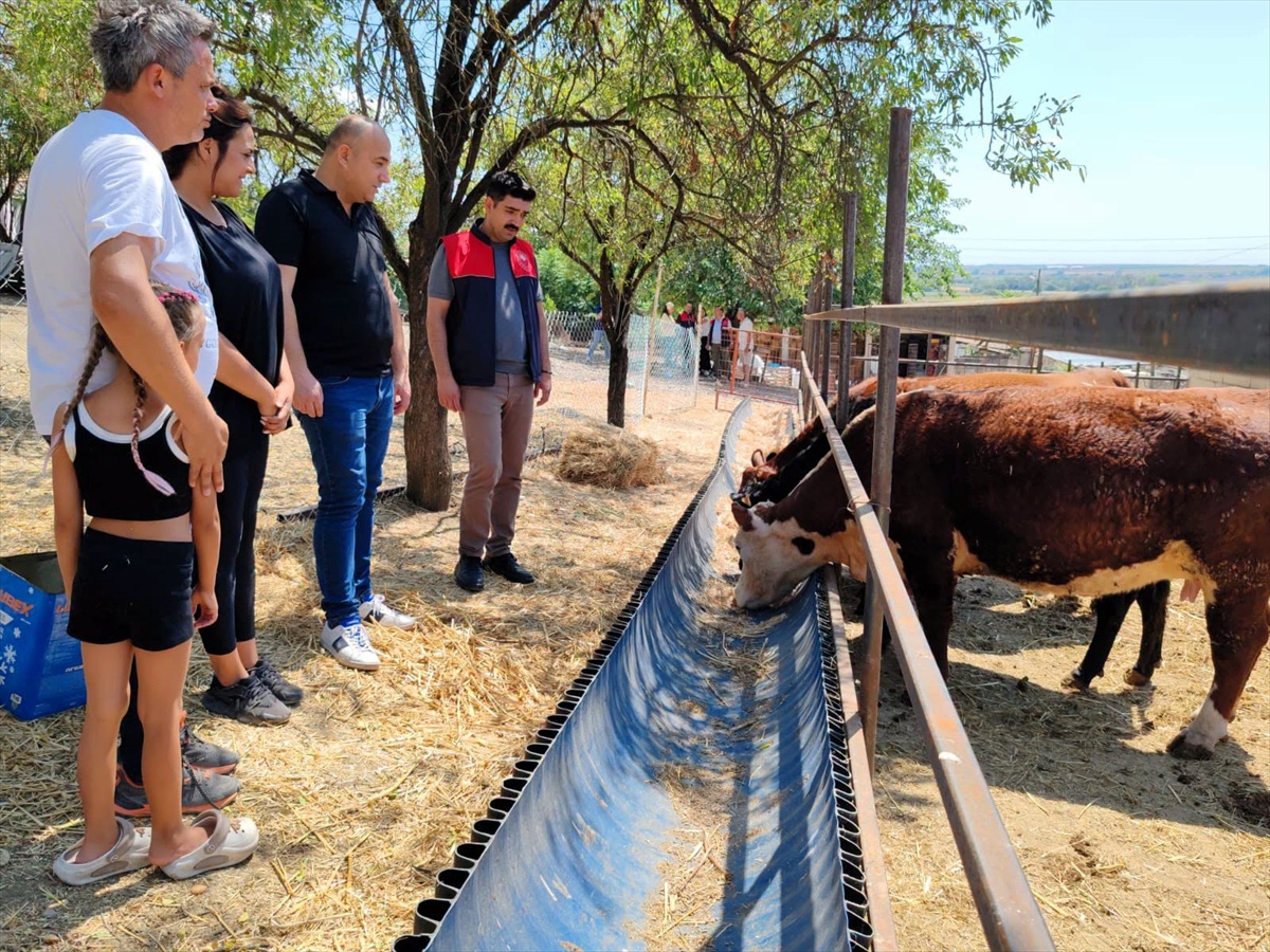 Kırklareli\'nde Büyükbaş Hayvan Teslimi