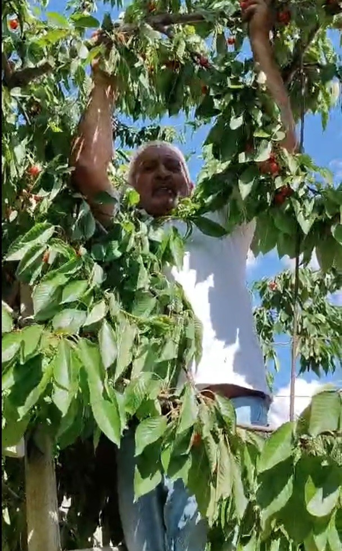 Kitre Köyü\'nde Kiraz Sezonu Başladı