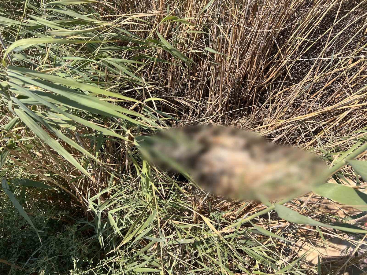 Hastalanan ve Telef Olan Hayvanlar Geçimini Zorlaştırıyor