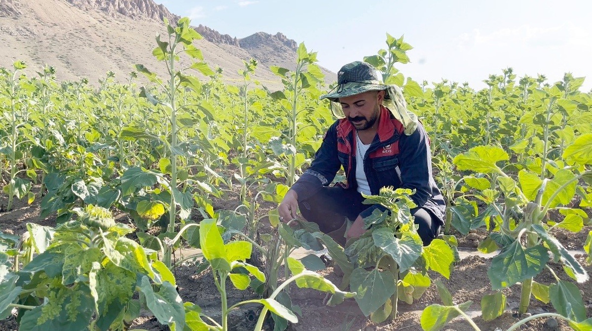 Erzincan\'da Ayı ve Yaban Domuzu Zararı