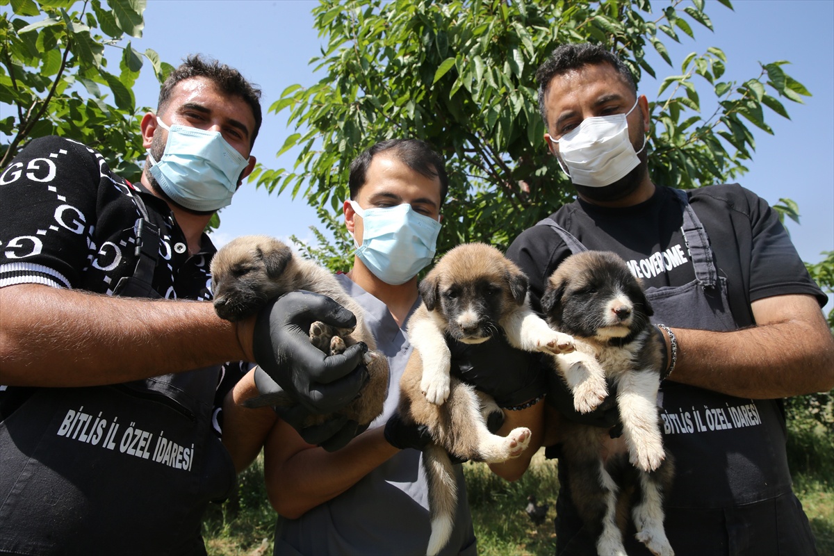 Bitlis\'te Bakımevi Sahipsiz Köpekleri Kurtarıyor