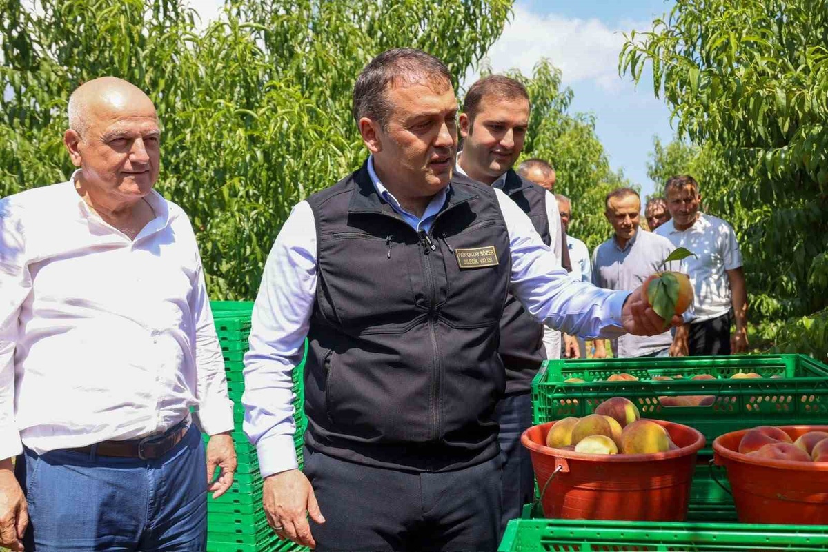 Bilecik\'te Şeftali ve Nektarin Hasadı Başladı
