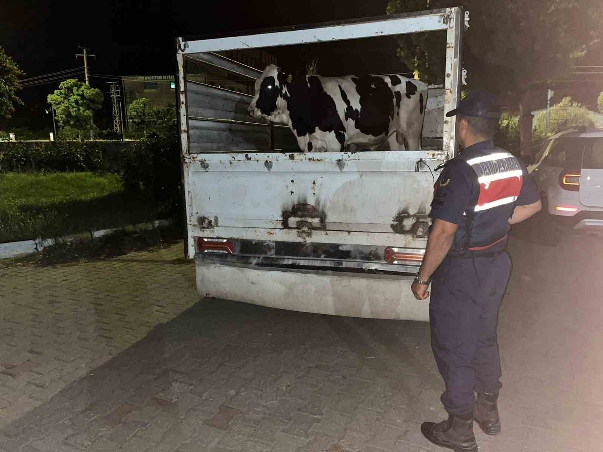 Jandarma, Çine\'de Çalınan Hayvanları Buldu